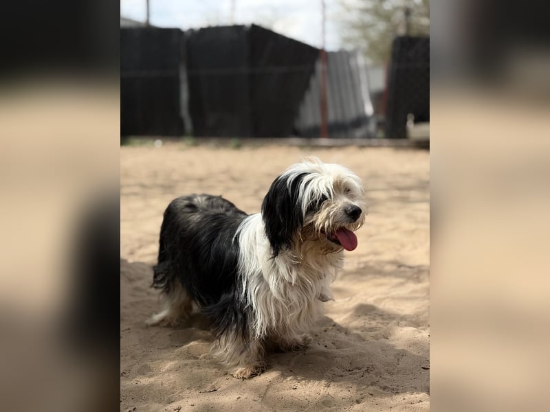 Hanka sucht ein warmes Körbchen