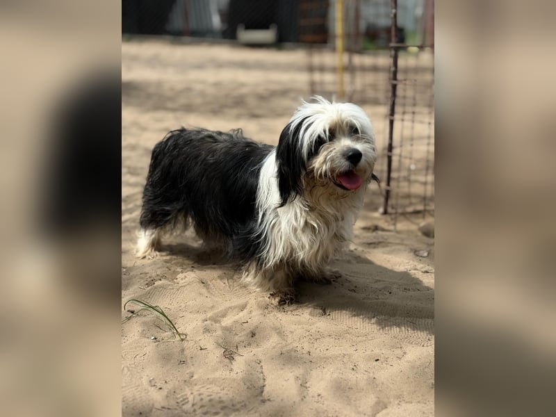 Hanka sucht ein warmes Körbchen