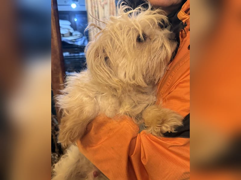 MOW, zutraulicher kleiner Herzenshund, 1 Jahr, 30 cm, Havaneser-Mischling, Tierschutz Rumänien