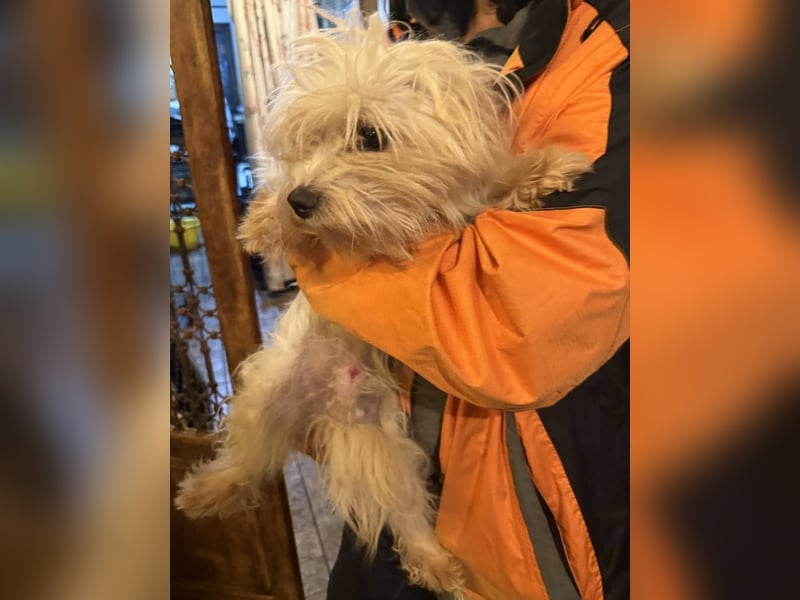 MOW, zutraulicher kleiner Herzenshund, 1 Jahr, 30 cm, Havaneser-Mischling, Tierschutz Rumänien