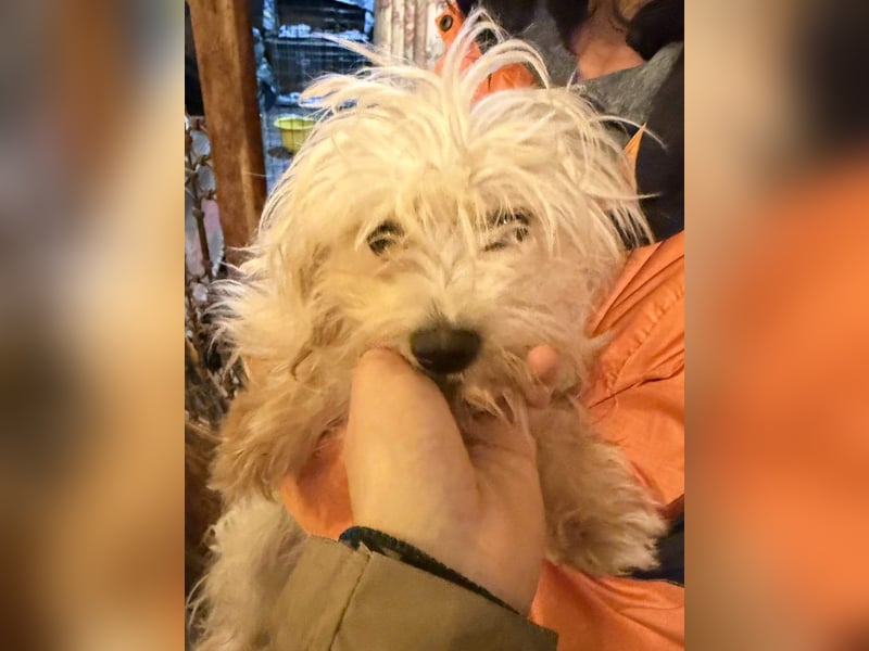 MOW, zutraulicher kleiner Herzenshund, 1 Jahr, 30 cm, Havaneser-Mischling, Tierschutz Rumänien