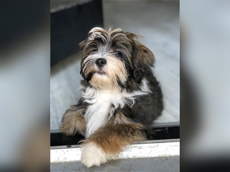 Wunderschöner Havaneser-Deckrüde "Manolos Northern Roses Elvis" (Jolle)