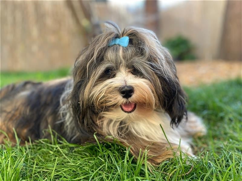 Wunderschöner Havaneser-Deckrüde "Manolos Northern Roses Elvis" (Jolle)