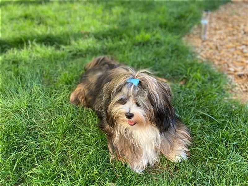 Wunderschöner Havaneser-Deckrüde "Manolos Northern Roses Elvis" (Jolle)