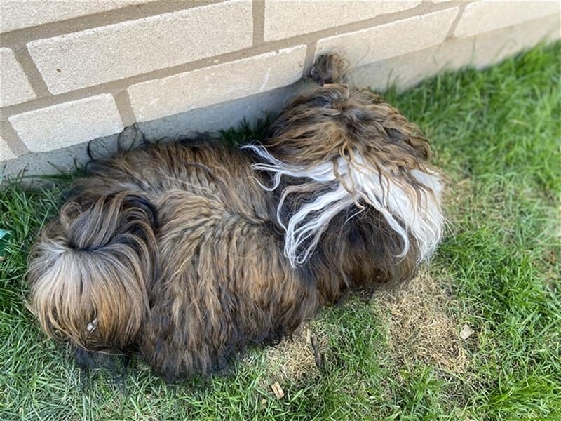 Wunderschöner Havaneser-Deckrüde "Manolos Northern Roses Elvis" (Jolle)