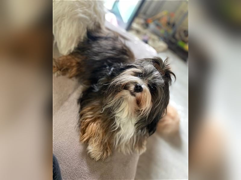 Wunderschöner Havaneser-Deckrüde "Manolos Northern Roses Elvis" (Jolle)