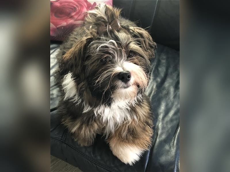 Wunderschöner Havaneser-Deckrüde "Manolos Northern Roses Elvis" (Jolle)