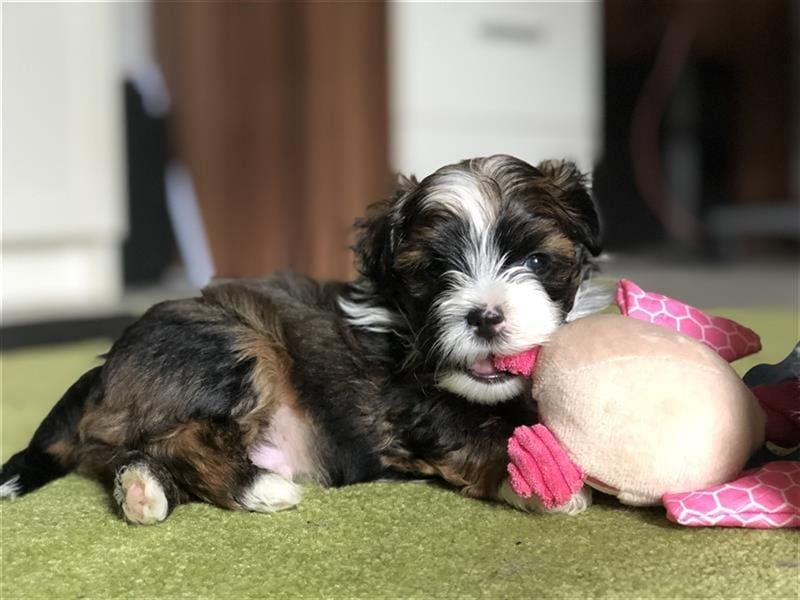 Wunderschöner Havaneser-Deckrüde "Manolos Northern Roses Elvis" (Jolle)