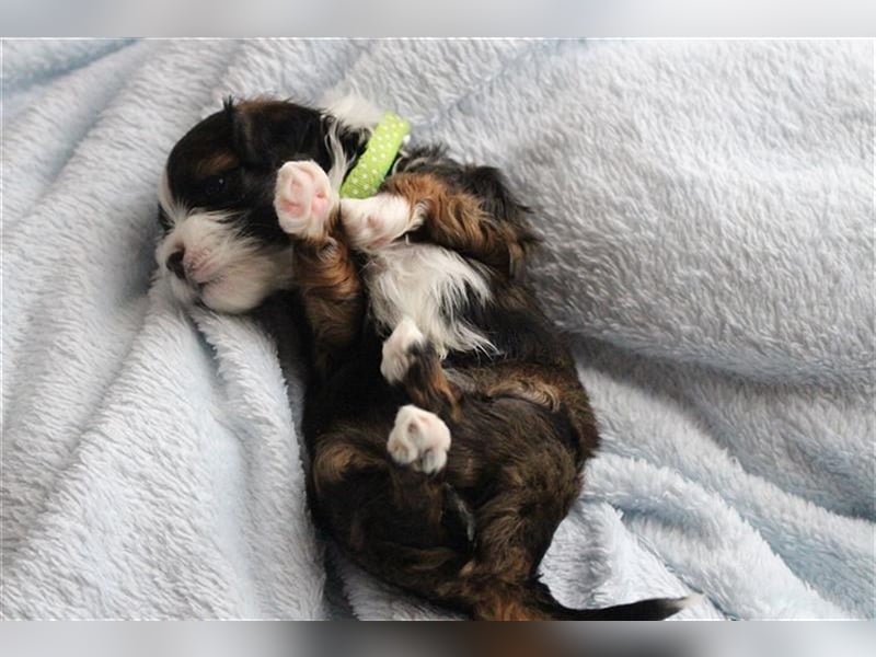 Wunderschöner Havaneser-Deckrüde "Manolos Northern Roses Elvis" (Jolle)