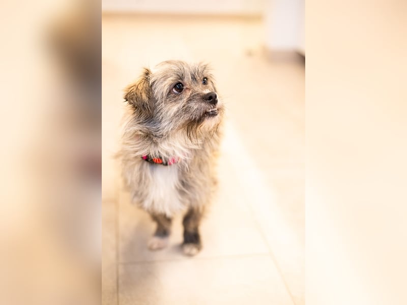 Puki in 53844 Troisdorf