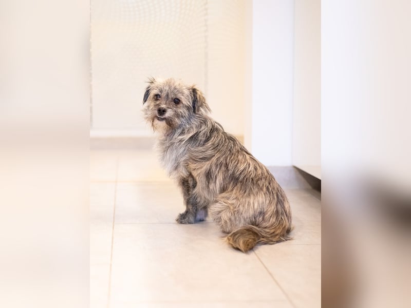 Puki in 53844 Troisdorf