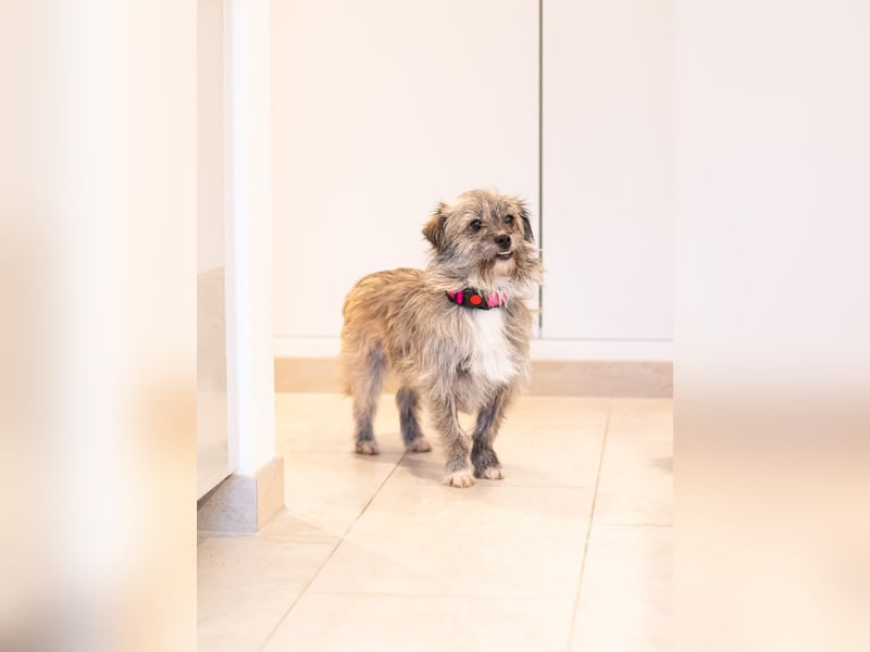 Puki in 53844 Troisdorf