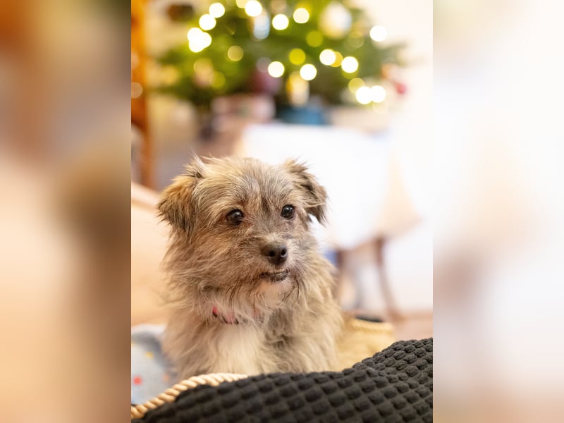 Puki in 53844 Troisdorf