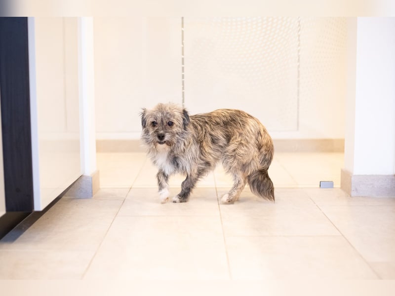 Puki in 53844 Troisdorf