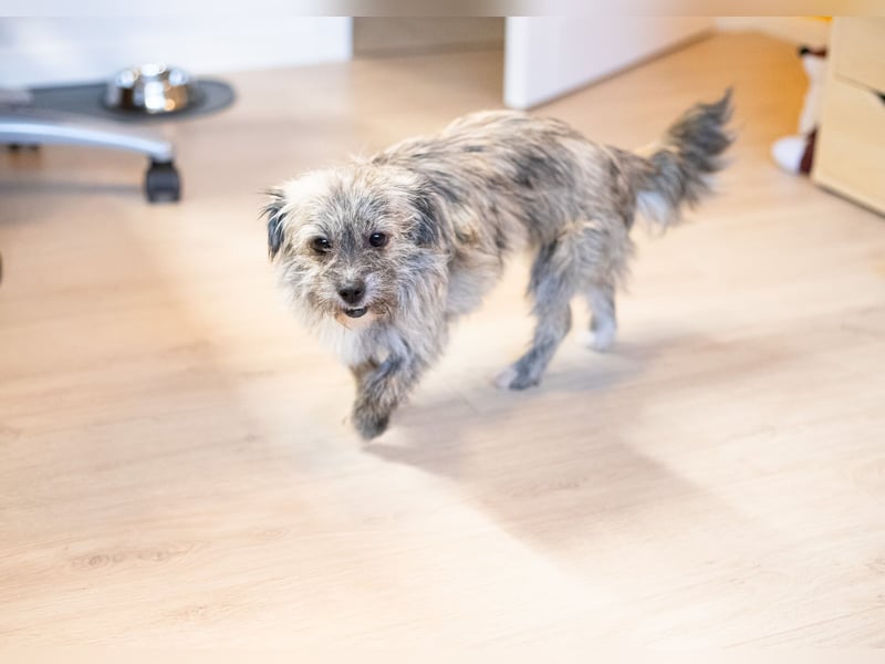 Puki in 53844 Troisdorf