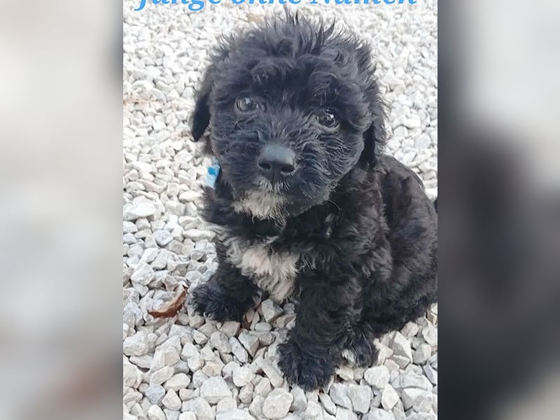 (R) ❤️ süßes PAULI-Baby - 8 Wochen, sp. 35cm - Havaneser-Pudel