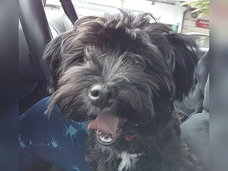 LUNA - Hündchen fürs Herz - gut 3 Monate, 24cm/2,5kg - später 30cm - Havaneser