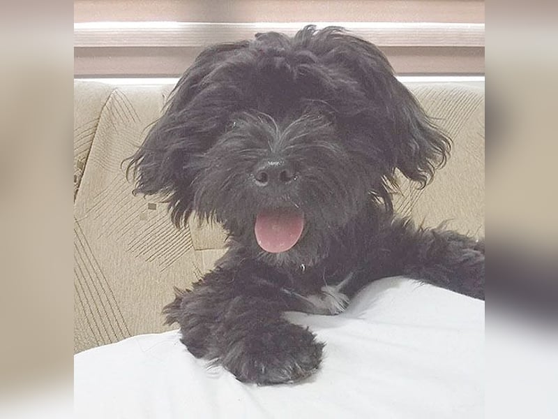 LUNA - Hündchen fürs Herz - gut 3 Monate, 24cm/2,5kg - später 30cm - Havaneser