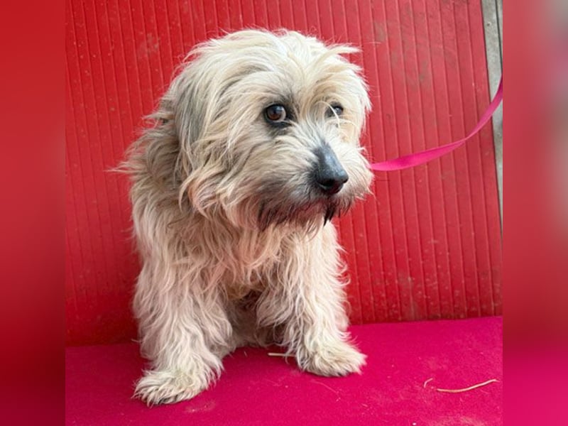 bildhübscher LION - 3 Jahre, 40cm - Havaneser-Mix