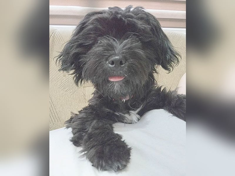 LUNA - Hündchen fürs Herz - gut 3 Monate, 24cm/2,5kg - später 30cm - Havaneser