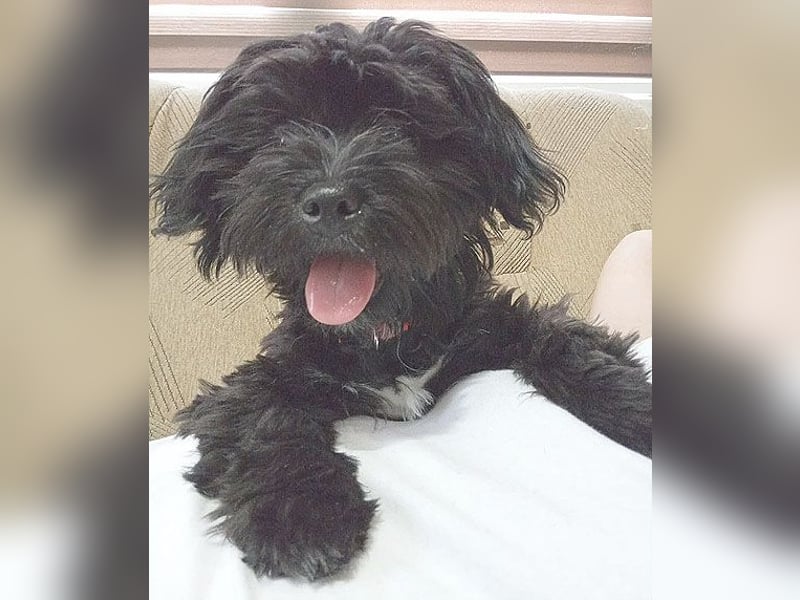 LUNA - Hündchen fürs Herz - gut 3 Monate, 24cm/2,5kg - später 30cm - Havaneser