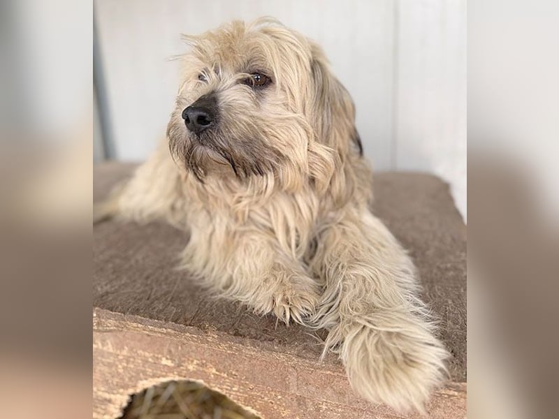 bildhübscher LION - 3 Jahre, 40cm - Havaneser-Mix