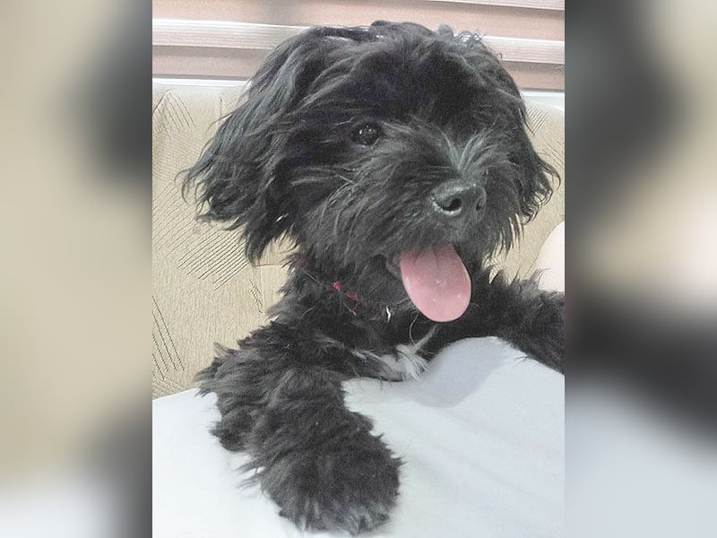 LUNA - Hündchen fürs Herz - gut 3 Monate, 24cm/2,5kg - später 30cm - Havaneser