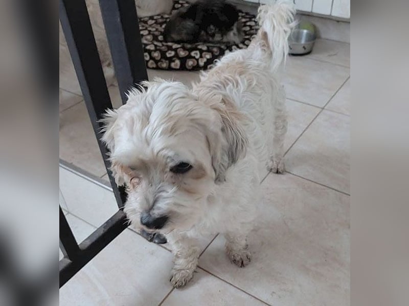 ❤️❤️❤️ kleiner Seelenhund SEMMEL - 7 Jahre, 30cm - Havaneser-Mix