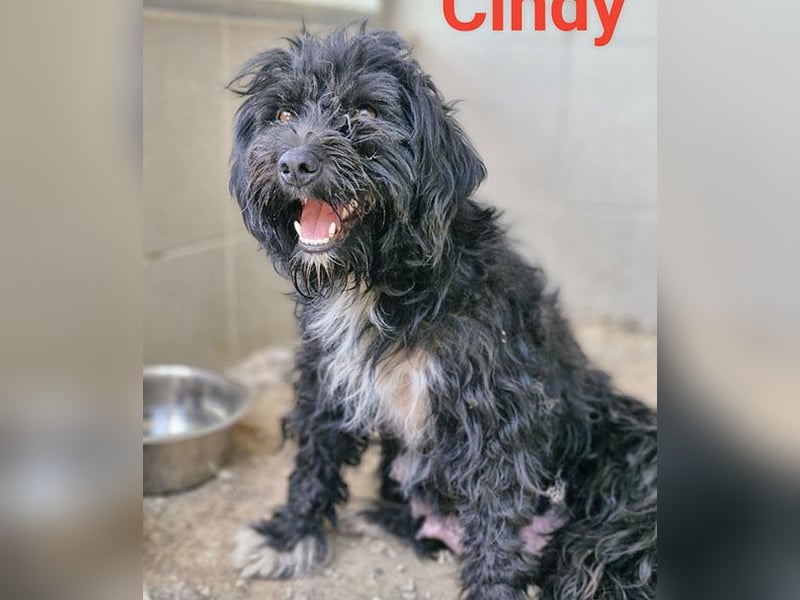 (R) ❤️ kleiner Sonnenschein CINDY - 1,5 Jahre, 35cm - Havaneser-Pudel-Schnauzer-Mix