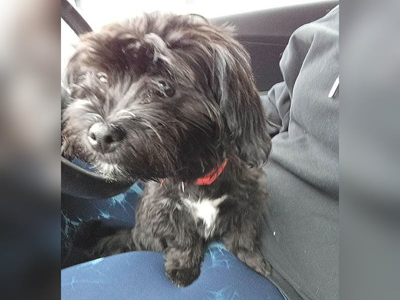 LUNA - Hündchen fürs Herz - gut 3 Monate, 24cm/2,5kg - später 30cm - Havaneser