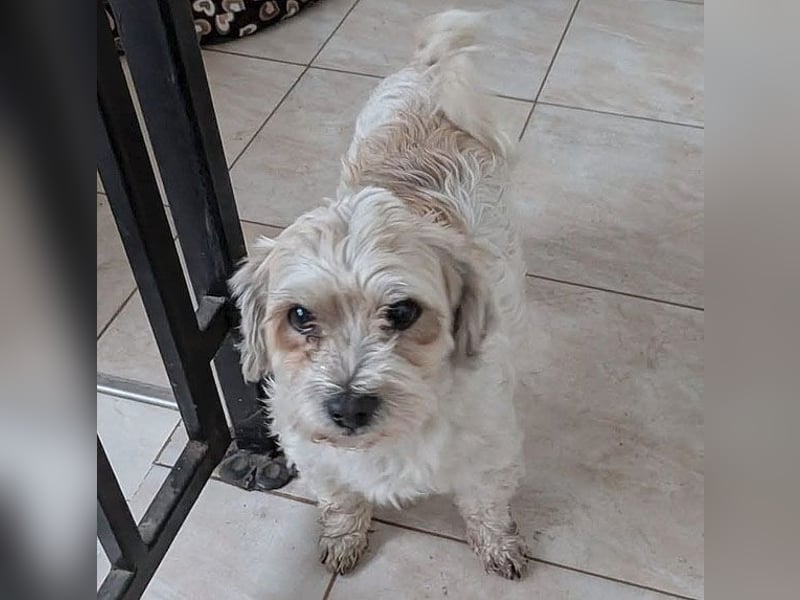 ❤️❤️❤️ kleiner Seelenhund SEMMEL - 7 Jahre, 30cm - Havaneser-Mix