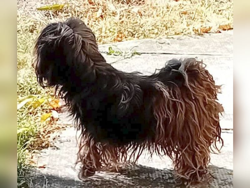 süße Zuckerschnecke LILLY - 7,5 Jahre, 35cm/8kg - Havaneser-Mix
