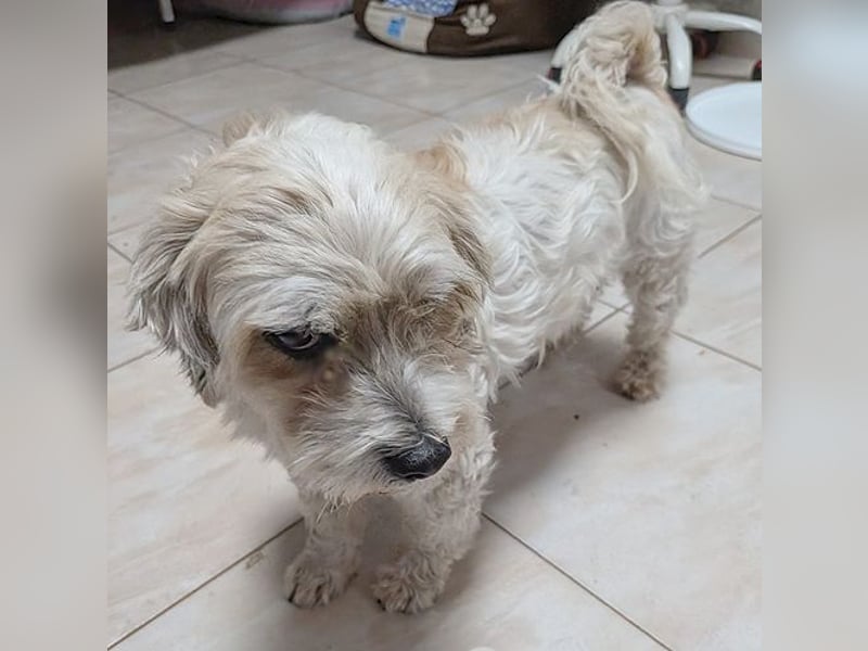 ❤️❤️❤️ kleiner Seelenhund SEMMEL - 7 Jahre, 30cm - Havaneser-Mix