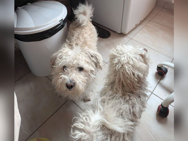 ❤️❤️❤️ kleiner Seelenhund SEMMEL - 7 Jahre, 30cm - Havaneser-Mix