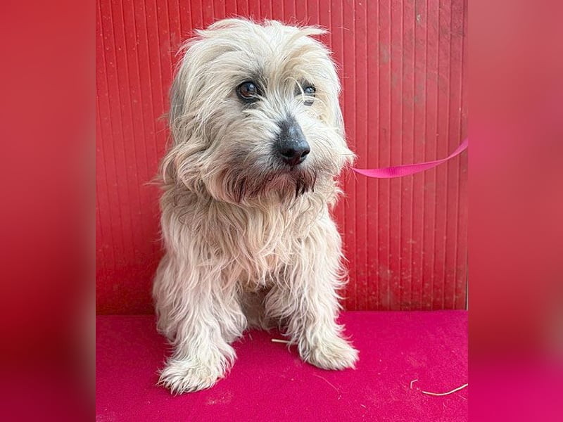 bildhübscher LION - 3 Jahre, 40cm - Havaneser-Mix