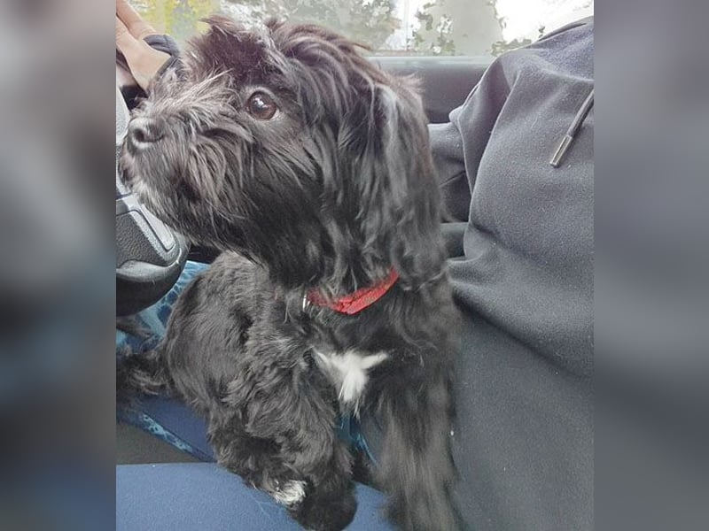 LUNA - Hündchen fürs Herz - gut 3 Monate, 24cm/2,5kg - später 30cm - Havaneser