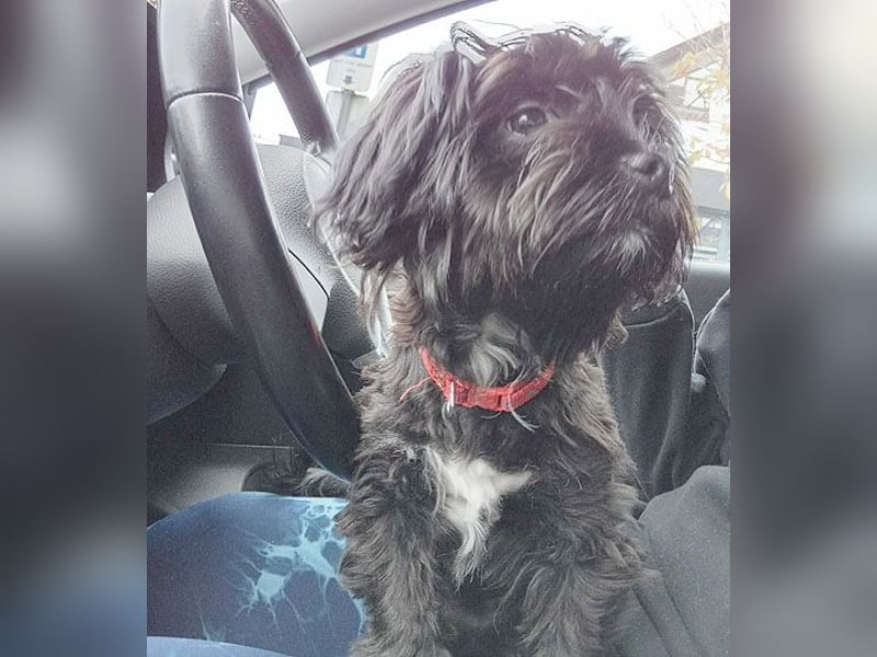 LUNA - Hündchen fürs Herz - gut 3 Monate, 24cm/2,5kg - später 30cm - Havaneser