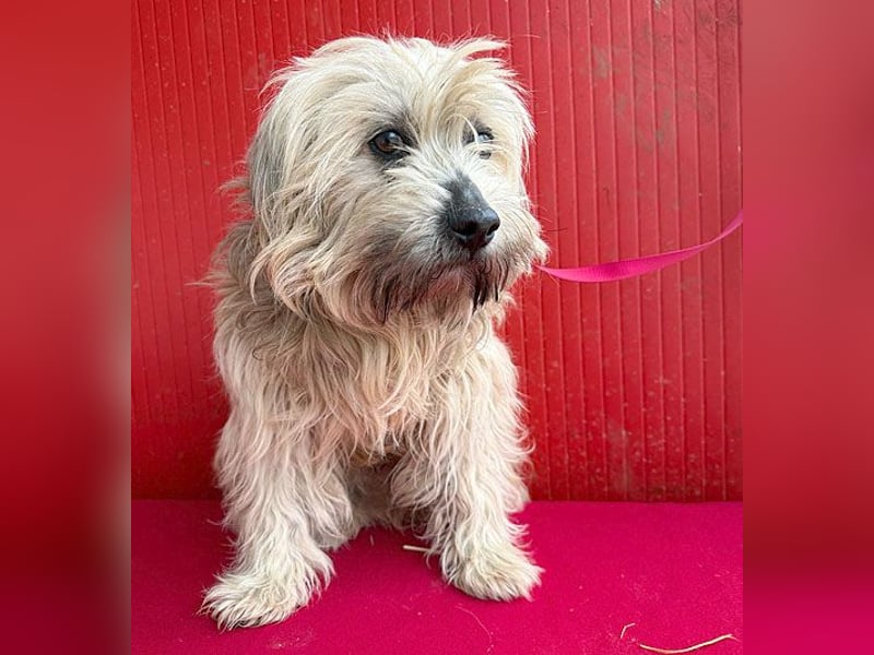 bildhübscher LION - 3 Jahre, 40cm - Havaneser-Mix