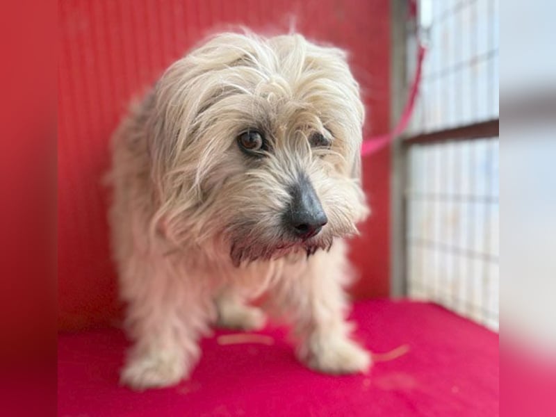 bildhübscher LION - 3 Jahre, 40cm - Havaneser-Mix