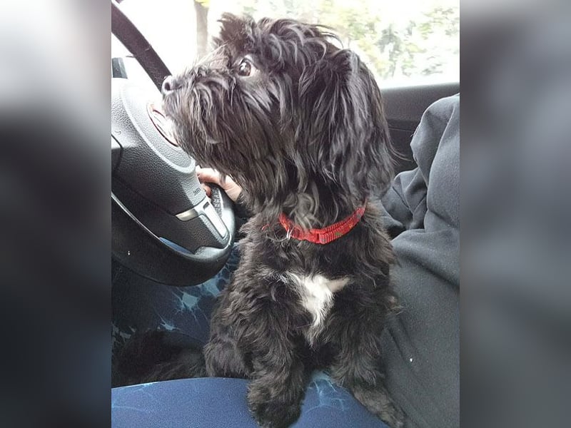 LUNA - Hündchen fürs Herz - gut 3 Monate, 24cm/2,5kg - später 30cm - Havaneser