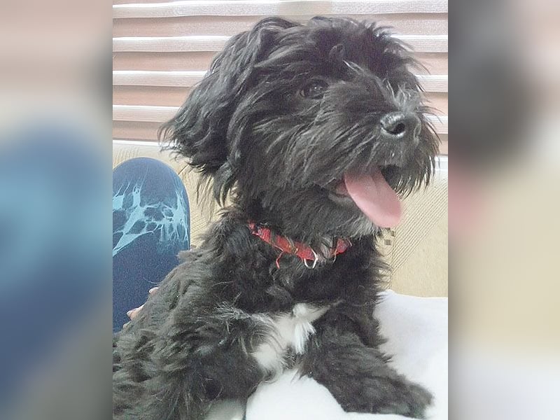 LUNA - Hündchen fürs Herz - gut 3 Monate, 24cm/2,5kg - später 30cm - Havaneser