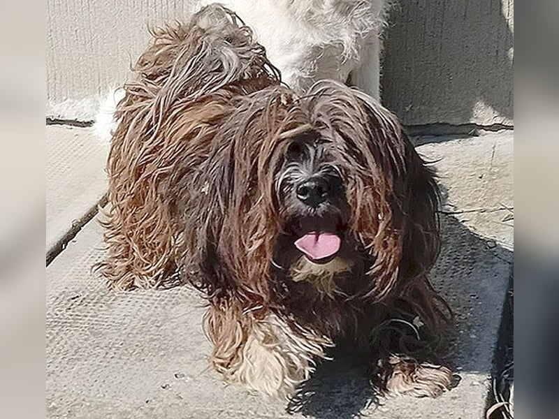 süße Zuckerschnecke LILLY - 7,5 Jahre, 35cm/8kg - Havaneser-Mix