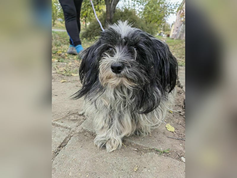 Chester, geboren 01.11.2022, 28cm sucht liebevolles Zuhause