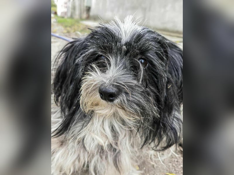 Chester, geboren 01.11.2022, 28cm sucht liebevolles Zuhause