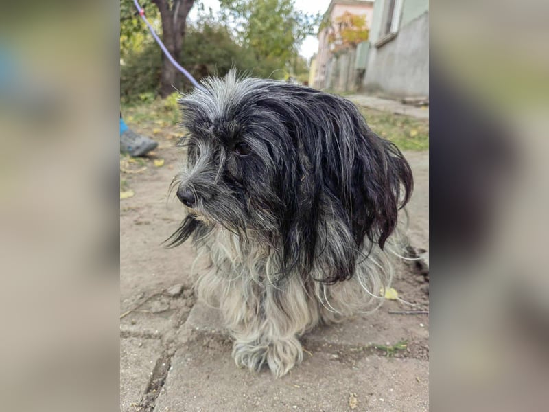 Chester, geboren 01.11.2022, 28cm sucht liebevolles Zuhause