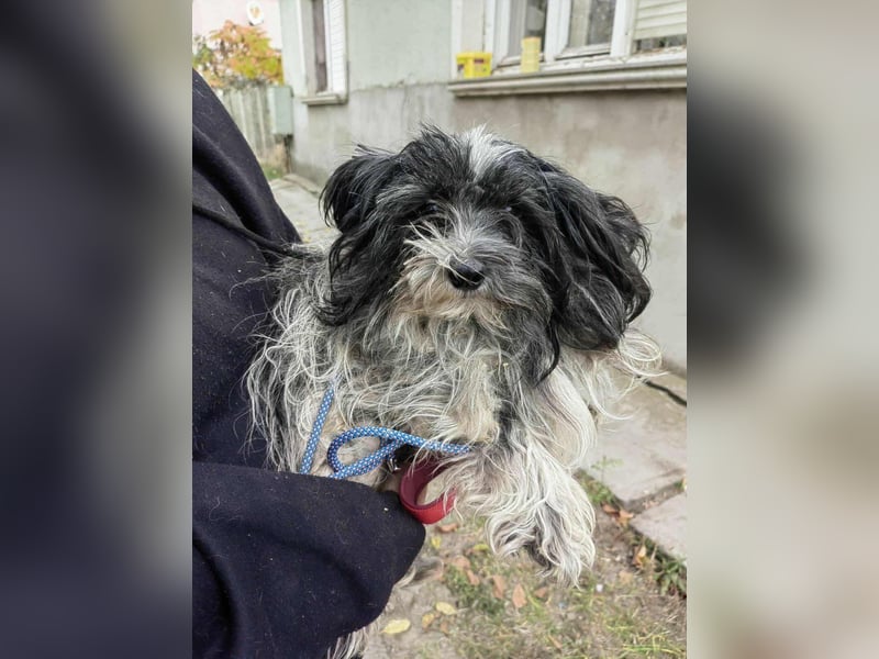 Chester, geboren 01.11.2022, 28cm sucht liebevolles Zuhause