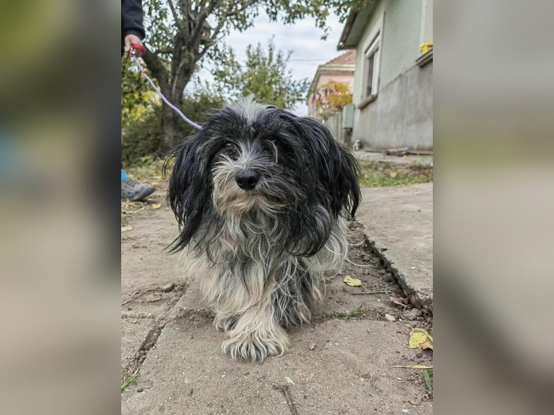 Chester, geboren 01.11.2022, 28cm sucht liebevolles Zuhause