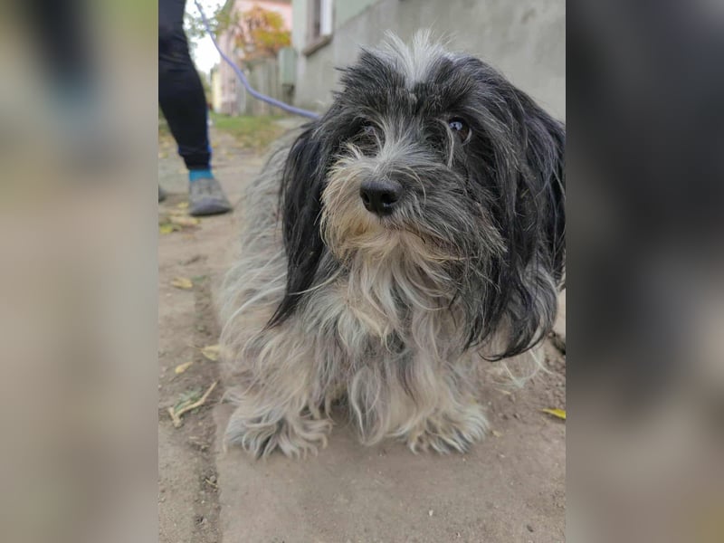 Chester, geboren 01.11.2022, 28cm sucht liebevolles Zuhause