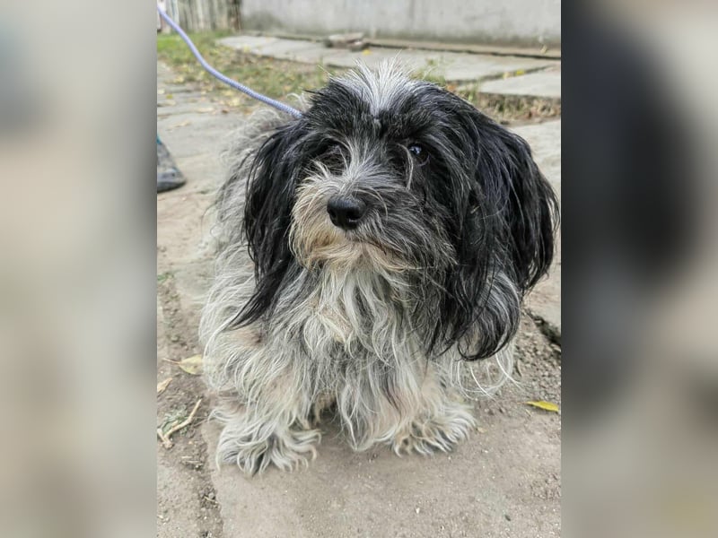 Chester, geboren 01.11.2022, 28cm sucht liebevolles Zuhause