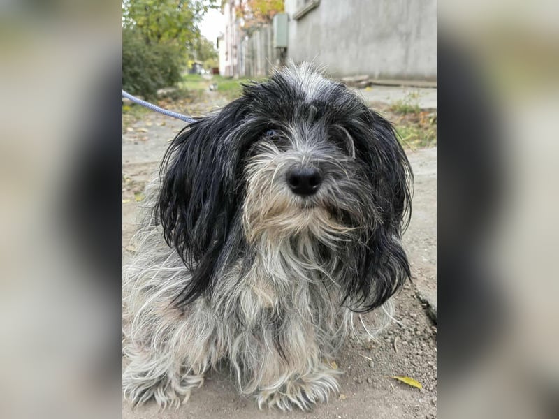 Chester, geboren 01.11.2022, 28cm sucht liebevolles Zuhause